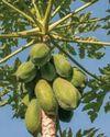 Woman dies after green papayas fall on her head, chest23