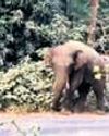 Jumbo menace forces closure of 10 schools19