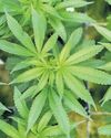 Trump reclassifies marijuana, opens door to broader use1