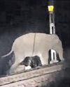 JUMBO CALF ELECTROCUTED22