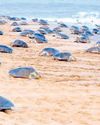 Olive Ridley turtles' satellite tagging reinitiated to track migration pattern36