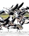 Chilika, Bhitarkanika reverberate with cacophony of winged guests18