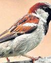 Orissa POST