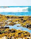 Oceans stored record-high heat in 2025: Study32