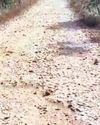 Pucca road eludes Dumuriguda village23
