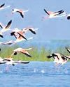 CM bats for protection, revival of Chilika CM bats for protection, revival of Chilika10
