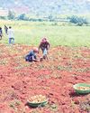 Potato output hit in Koraput; officials blame climate change23
