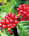 Resentment brews as Daringbadi beans branded as Koraput Coffee30
