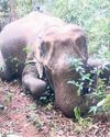 Female elephant found dead26
