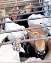 Odisha Police raids cattle smugglers; 10 arrested19