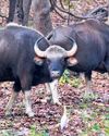 Gaur population climbs to 848 in Debrigarh13