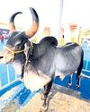 Kankrej bull: A royal symbol of power & performance13