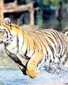 Animal terror drives migration from hilly regions28