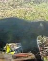 Elephant calf trapped in fishing net rescued20