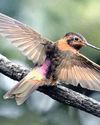 Ancient Ecuadorian forest last refuge for hummingbird1