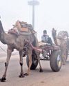 Rain, hail, strong winds lash Rajasthan30