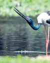 1,500 migratory, resident birds spotted at Jodhpur Jhal wetland 1,500 migratory, resident birds spotted at Jodhpur Jhal wetland29
