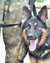 From playful pup to valiant warrior: The journey of ITBP dog37