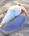 Mass snail emergence observed on Puri coast10