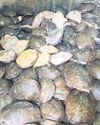 210 turtles rescued while being smuggled 210 turtles rescued while being smuggled4