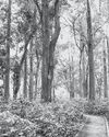 FREEBIES DEVOUR FORESTS FREEBIES DEVOUR FORESTS22