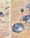 Days after raid, poultry goes missing from Chitalpada islet Days after raid, poultry goes missing from Chitalpada islet25