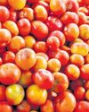 TOMATO FARMERS RESORT TO DISTRESS SALES IN GANJAM16