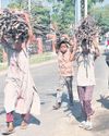 Cashew forest burnt to earn quick buck amid LPG crunch25