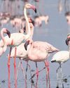 Centre asks Maha to address concerns on flamingo habitats33