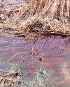 25 cattle die after drinking contaminated water24