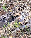 Cheetah gives birth to 4 cubs at MP’s Kuno park37