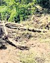 NGT moved over 'illegal' tree felling in Baripada23