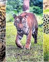 Tiger, cheetah, leopard spotted together in Ranthambore33