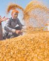 Wheat procurement going on smoothly in Haryana: Saini33