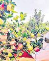 Andhra eyes apple farming after Rayalaseema success27