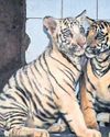 THIRD TIGER CUB DIES IN 5 DAYS IN KANHA RESERVE31