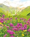 Global warming pushes Himalayan plants upward: Study45