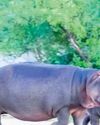 Colombians divided over fate of hippos linked to Pablo Escobar49