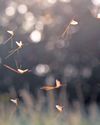 Scientists unlock mayfly's dance secret10