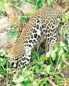 Leopard dies in poachers' trap Leopard dies in poachers' trap3