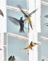 Bird-window collisions rise across India: Conservationists Bird-window collisions rise across India: Conservationists42
