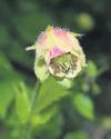 Rare Himalayan plant rediscovered in Arunachal after 120 years Rare Himalayan plant rediscovered in Arunachal after 120 years31