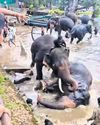 Elephant camp incident sparks safety protocol overhaul Elephant camp incident sparks safety protocol overhaul39
