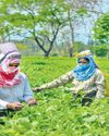 WB CM bats for tea workers’ welfare Orissa POST