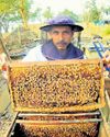 Haryana targets to raise honey production Haryana targets to raise honey production28