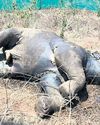 Tusker found dead in Kalahandi forest Tusker found dead in Kalahandi forest23