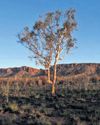 Climate change threatens global plant species as habitats shrink Climate change threatens global plant species as habitats shrink45