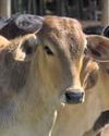 Muslim bodies want cow as 'National Animal' Muslim bodies want cow as 'National Animal'6