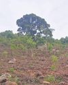 Now, AP’s plantation drive in Ghatiguda Now, AP’s plantation drive in Ghatiguda18