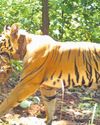 SIMILIPAL: ZEENAT DELIVERS FOUR CUBS SIMILIPAL: ZEENAT DELIVERS FOUR CUBS2